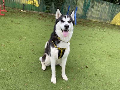 Mia | Siberian Husky Cross | Ilfracombe - 3