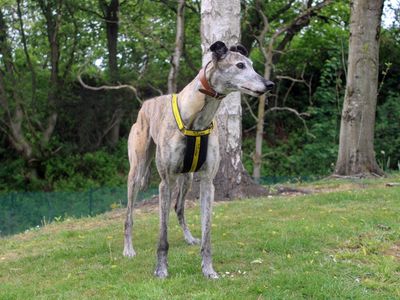 Dora | Greyhound | Merseyside (Liverpool) - 3