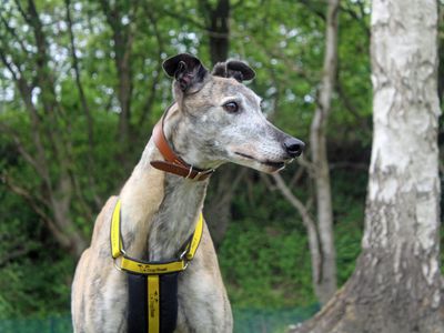 Dora | Greyhound | Merseyside (Liverpool) - 2