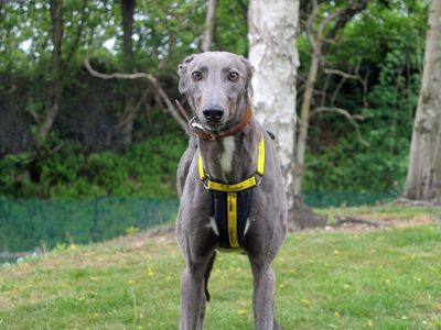 Megan | Greyhound | Merseyside (Liverpool) - 3