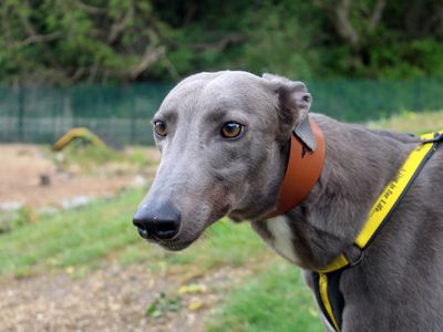 Megan | Greyhound | Merseyside (Liverpool) - 2