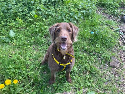Bailey | Poodle Cross | West Calder (Edinburgh) - 1