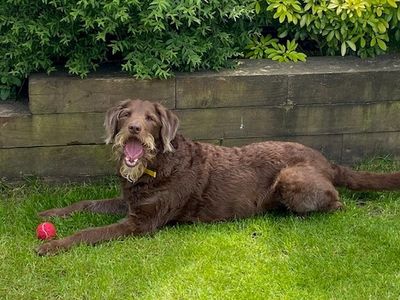 Bailey | Poodle Cross | West Calder (Edinburgh) - 3