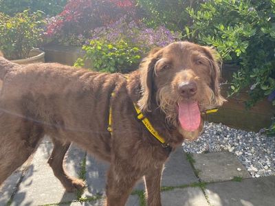 Bailey | Poodle Cross | West Calder (Edinburgh) - 2