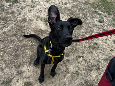 Sheila | German Shepherd Dog Cross | Canterbury - 1