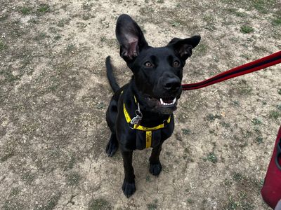 Sheila | German Shepherd Dog Cross | Canterbury - 3