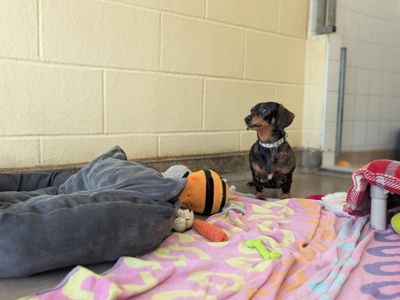Bonnie | Dachshund (Smooth Haired) | Bridgend (Wales) - 2