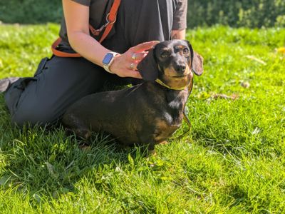Bonnie | Dachshund (Smooth Haired) | Bridgend (Wales) - 3