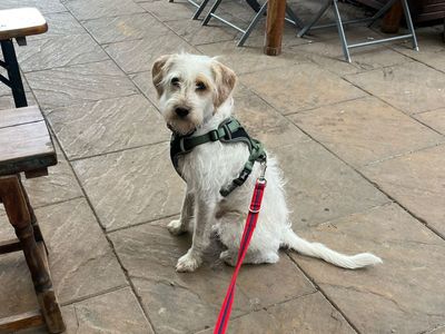 Merlin | Poodle (Miniature) Cross | Loughborough - 2