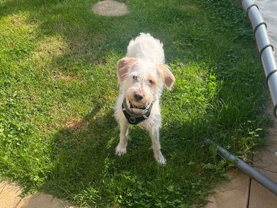 Merlin | Poodle (Miniature) Cross | Loughborough - 3
