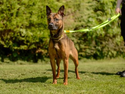 Fifi | Crossbreed | Kenilworth (West Midlands) - 3