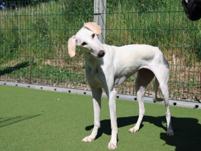 Snowy | Saluki | Darlington - 2