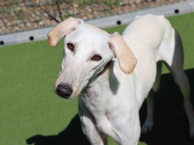 Snowy | Saluki | Darlington - 3