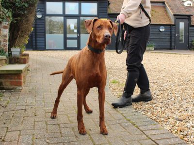 Talen | Dobermann Cross | Newbury (Berkshire) - 3
