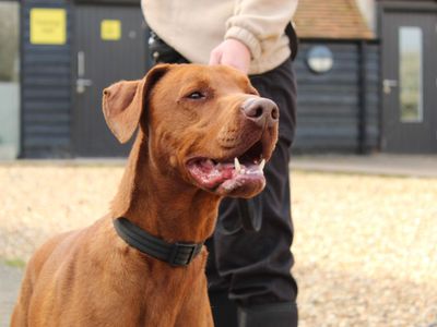 Talen | Dobermann Cross | Newbury (Berkshire) - 5