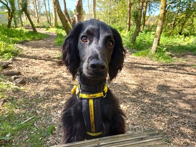 Jeff | Spaniel (Cocker) | West Calder (Edinburgh) - 1