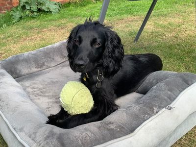 Jeff | Spaniel (Cocker) | West Calder (Edinburgh) - 3