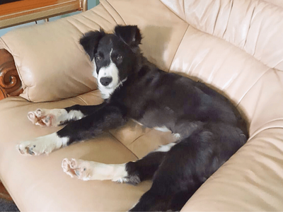 Cass | Collie (Border) | Dundee rehoming - 3