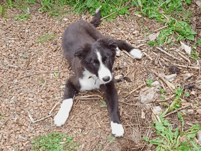 Fly | Collie (Border) | Dundee rehoming - 3