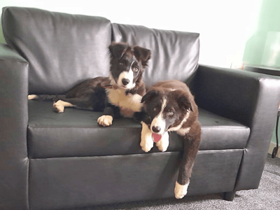 Fly | Collie (Border) | Dundee rehoming - 2