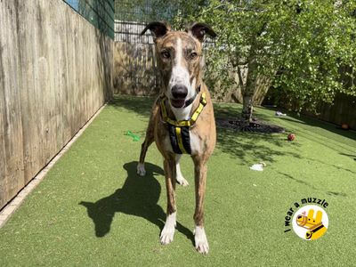 Bobby GREYHOUND | Greyhound | Ilfracombe