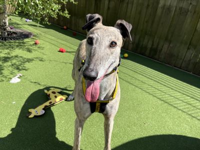 Denise | Greyhound | Ilfracombe - 3