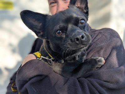 Eddie | Chihuahua (Smooth Coat) Cross | Bridgend (Wales) - 2