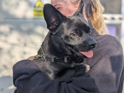 Eddie | Chihuahua (Smooth Coat) Cross | Bridgend (Wales) - 3