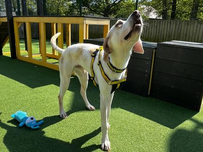 Max | Trailhound | Canterbury - 2