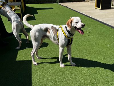 Fletch | Trailhound | Canterbury - 2