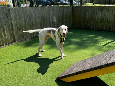 Fletch | Trailhound | Canterbury - 3