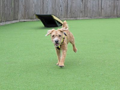 Simba | Terrier (Lakeland) | Glasgow - 3