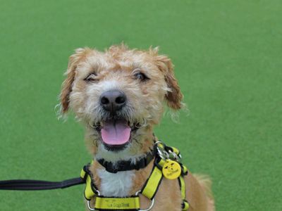 Simba | Terrier (Lakeland) | Glasgow - 5