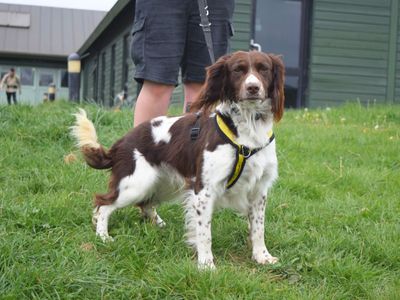 Luca | Spaniel (English Springer) | Harefield West London - 2