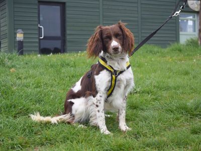 Luca | Spaniel (English Springer) | Harefield West London - 3