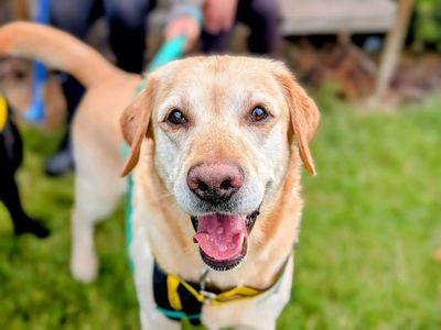 Juke & Ukulele | Retriever (Golden) Cross | Cardiff - 3