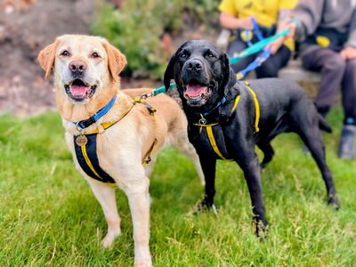 Juke & Ukulele | Retriever (Golden) Cross | Cardiff - 5