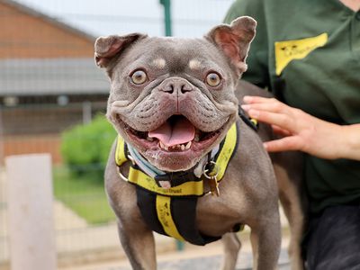 Esme | French Bulldog | Leeds - 5