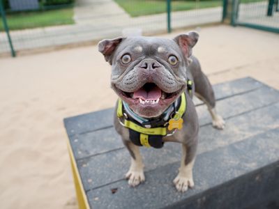 Esme | French Bulldog | Leeds - 3
