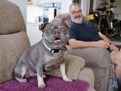 Esme | French Bulldog | Leeds - 4