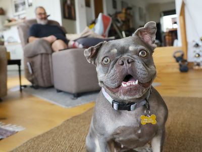 Esme | French Bulldog | Leeds - 2