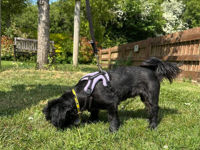Inca | Griffon Bruxellois Cross | Newbury (Berkshire) - 3