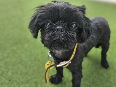 Inca | Griffon Bruxellois Cross | Newbury (Berkshire) - 1