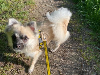 Stanley | Pomeranian Cross | Loughborough - 2