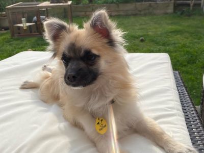 Stanley | Pomeranian Cross | Loughborough - 3