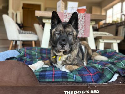 Lucy Lou | Akita | Kenilworth (West Midlands) - 3