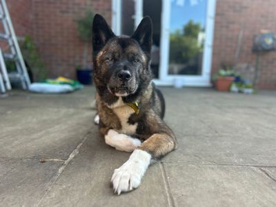 Lucy Lou | Akita | Kenilworth (West Midlands) - 5