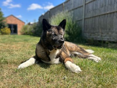 Lucy Lou | Akita | Kenilworth (West Midlands) - 3