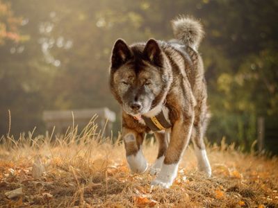Lucy Lou | Akita | Kenilworth (West Midlands) - 5
