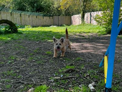 Tink | Shih Tzu Cross | Canterbury - 3